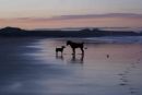 Jack and a friend. Bamburgh Beach